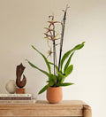 Scented Orchid & Pot