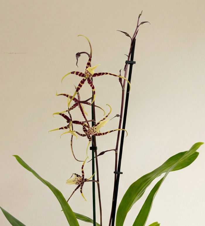 Scented Orchid & Pot