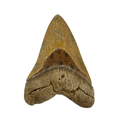 Science Museum of Minnesota Megalodon Tooth Replica