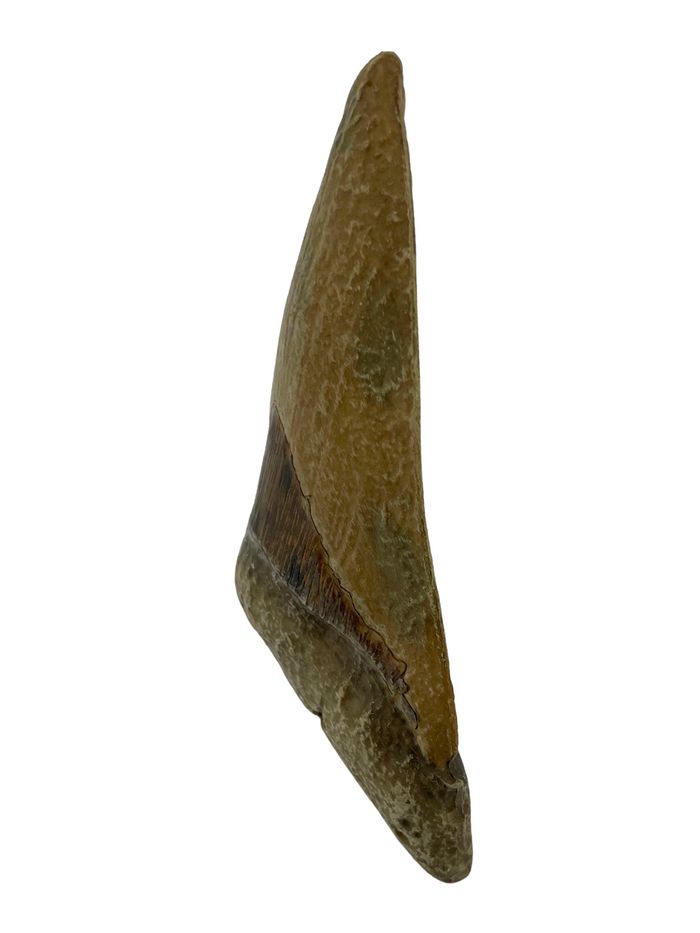 Science Museum of Minnesota Megalodon Tooth Replica