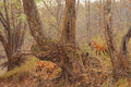 Secrets of the Forest – Art Prints by Bradley Schmehl