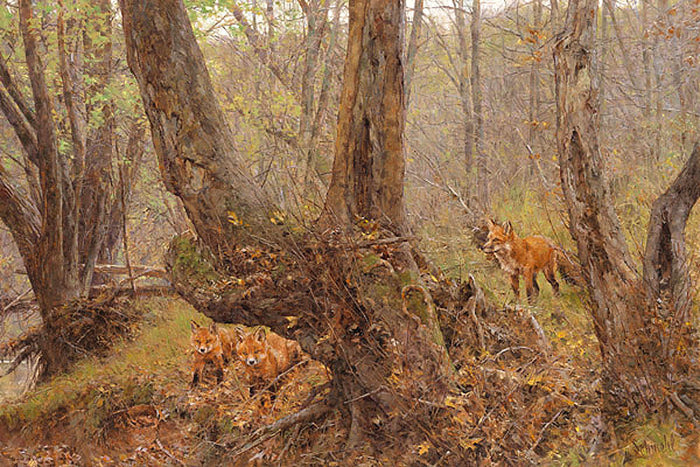 Secrets of the Forest – Art Prints by Bradley Schmehl