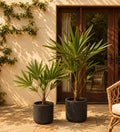 Trachycarpus