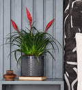 Vriesea Astrid & Pot