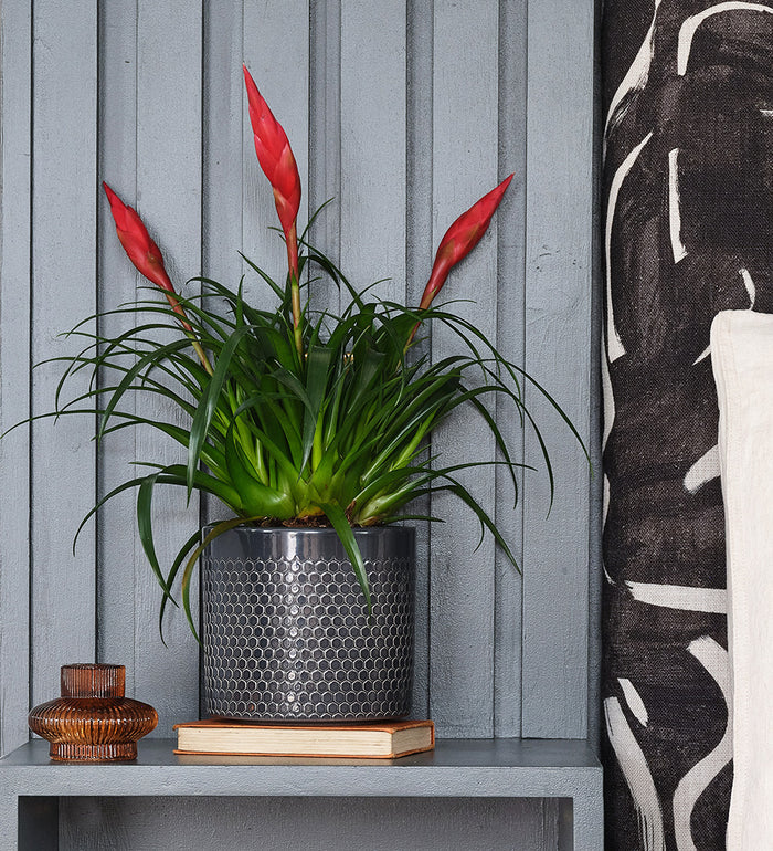 Vriesea Astrid & Pot