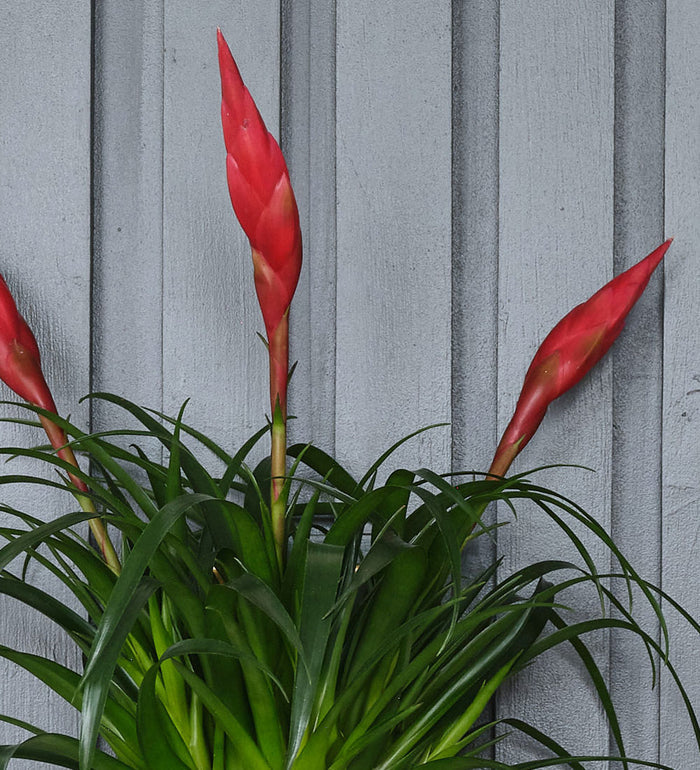 Vriesea Astrid & Pot