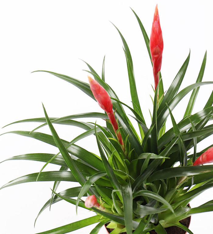 Vriesea Astrid & Pot