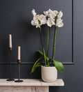 White Orchid & Pot