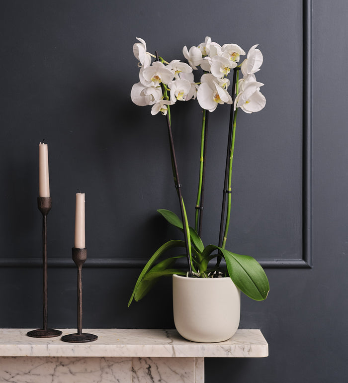 White Orchid & Pot