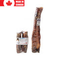 Windpipe/trachea
