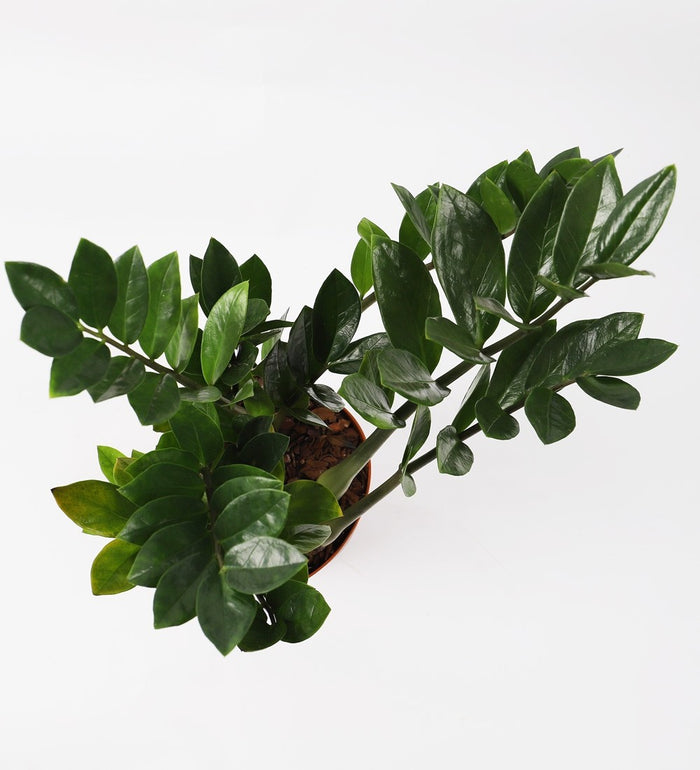 ZZ Plant